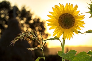 fuenral pre-planning checklist sunflower